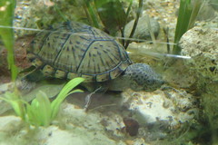 Sternotherus