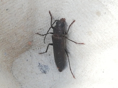 Arhopalus syriacus