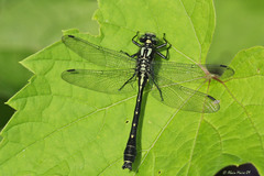 Hylogomphus adelphus