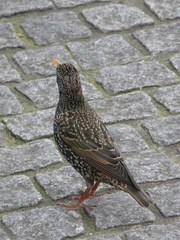 Sturnus vulgaris