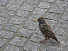 Sturnus vulgaris