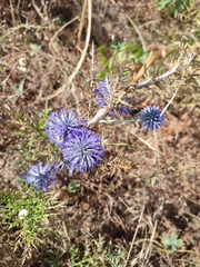 Echinops ritro
