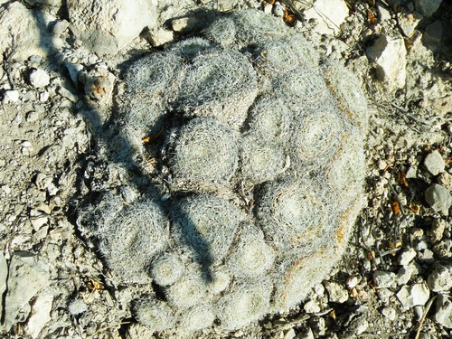 Mammillaria formosa