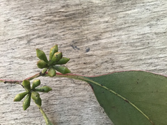 Eucalyptus ovata