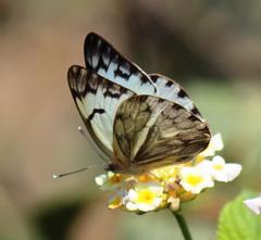 Belenois gidica abyssinica