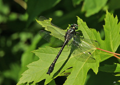 Hylogomphus adelphus