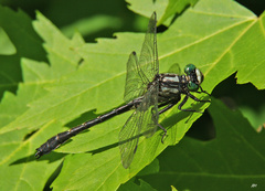 Hylogomphus adelphus