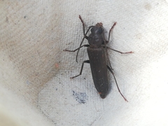 Arhopalus syriacus