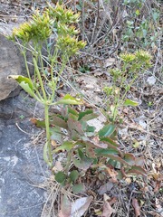Kalanchoe sexangularis