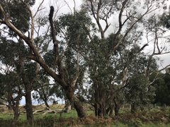 Eucalyptus ovata