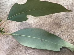 Eucalyptus ovata