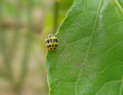 Psyllobora variegata