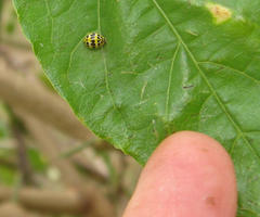 Psyllobora variegata