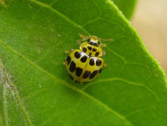 Psyllobora variegata