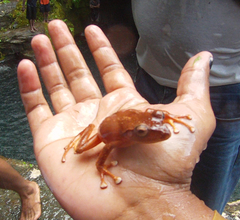 Fiji Tree Frog photo 4