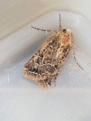 Agrotis bigramma