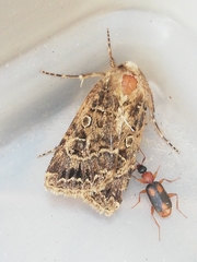 Agrotis bigramma