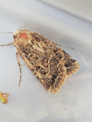 Agrotis bigramma