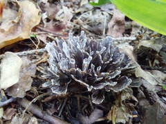 Thelephora anthocephala