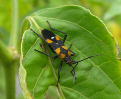 Oncopeltus famelicus