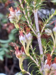 Erica intermedia albiflora