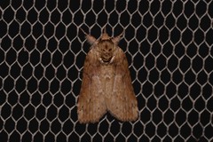 Nycteola indica