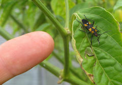 Oncopeltus famelicus