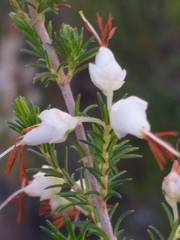 Erica intermedia albiflora