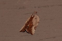 Meritastis ursina
