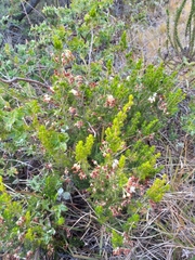 Erica intermedia albiflora