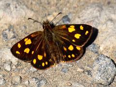 Metisella metis paris