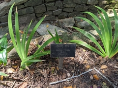 Iris tectorum
