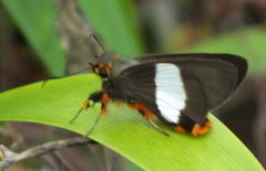 Coeliades forestan forestan