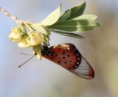Acraea neobule neobule