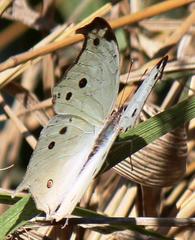 Protogoniomorpha parhassus