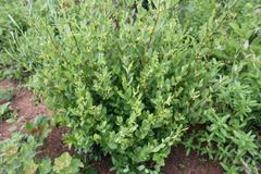 Cryptolepis oblongifolia