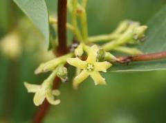 Cryptolepis oblongifolia