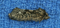 Acrolophus piger
