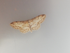 Idaea calunetaria