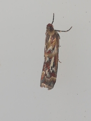 Acrobasis porphyrella