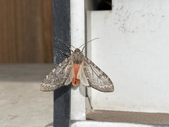 Pseudohemihyalea labecula