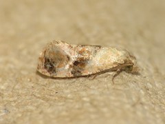 Gynnidomorpha romonana