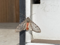 Pseudohemihyalea labecula