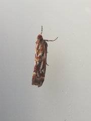Acrobasis porphyrella