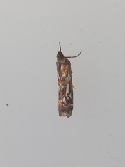 Acrobasis porphyrella