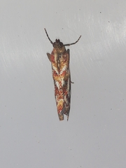 Acrobasis porphyrella