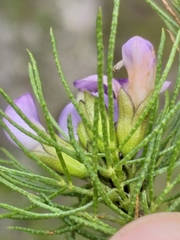 Psoralea speciosa
