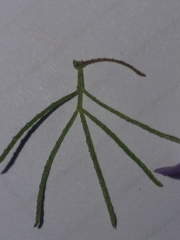 Psoralea speciosa