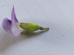Psoralea speciosa