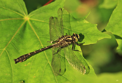 Hylogomphus adelphus